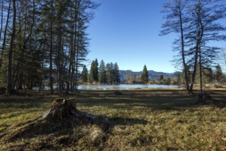 Moor, moor pond, in winter, Oberstdorf, Oberallgäu, Allgäu, Bavaria, Germany