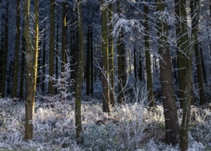 Wintery forest with hoarfrost on Königstuhl mountain, Rhein-Neckar district, Baden-Württemberg,