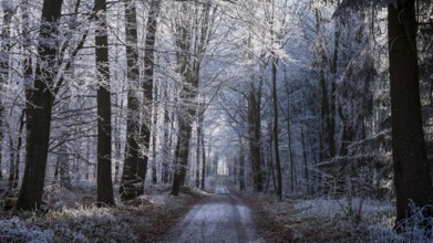 Wintery forest with hoarfrost on Königstuhl mountain, hiking trail, Rhein-Neckar district,
