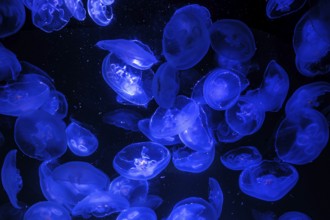 Jellyfish, moon jellyfish (Aurelia aurita) in the Ozeaneum, Hanseatic city of Stralsund,