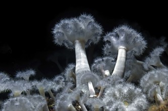 Sea anemone (Metridium senile), Ozeaneum, Hanseatic City of Stralsund, Mecklenburg-Western