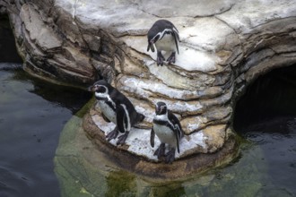 Humboldt penguin (Spenuiscus humboldti), penguin enclosure, Ozeaneum, Natukundemuseum, Stralsund,