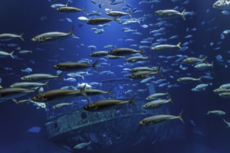 Fish in the huge aquarium in the Ozeaneum, Hanseatic City of Stralsund, Mecklenburg-Western