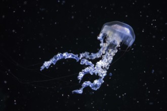 Jellyfish, compass jellyfish (Chrysaora hysoscella), Ozeaneum, Hanseatic City of Stralsund,