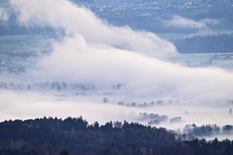 Meadows and trees in early fog, Reusstal, Merenschwand, Canton of Aargau, Switzerland