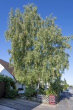 Fifty-year-old birch (Betula) in the front garden of a housing estate, Eckental, Middle Franconia,