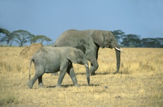 Elephant with young (Loxodonta africana), Serengeti, Tanzania, Africa, June 2000, vintage, retro,