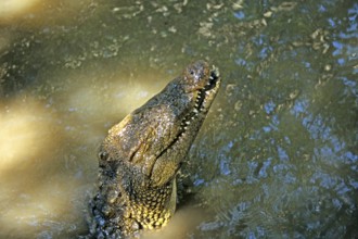 Nile crocodile (Crocodylus niloticus), crocodile farm, Victoria Falls, Zimbabwe, Africa, June 2000,
