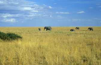 Herd of elephants (Loxodonta africana) in the Serengeti, Tanzania, Africa, June 2000, vintage,