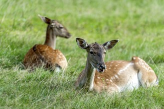Dams (dama dama) Bald deer, hinds, resting on a meadow at the edge of the forest, Vogelsberg,
