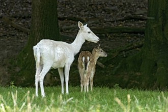 Damson (dama dama), adult doe, white fur due to leucism gene mutation, no albino, with calf on a