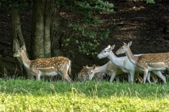 Herd of damas (dama dama) Bald deer, hinds, coloured, spotted and white due to leucism gene