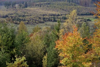 View over the autumn forest, Arnsberger Wald nature park Park, North Rhine-Westphalia, Germany