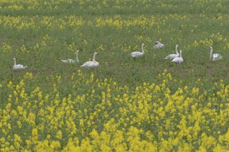 Mute swans (Cygnus olor) in an intercropped field, yellow mustard (Sinapis), North