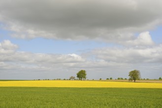 Deciduous trees, row of trees in the field landscape, green grain field and flowering rape field