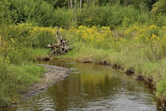 Forest stream in the Arnsberg Forest, goldenrod (Solidago) spreading along the bank,
