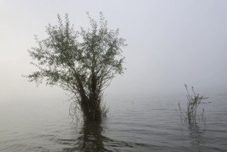 Hennesee, willows (Salix) in the fog, Hennetalsperre, Naturpark Sauerland-Rothaargebirge, North