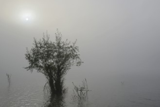 Hennesee, willows (Salix) in the lake, morning sun shining through the dense fog, Hennetalsperre,