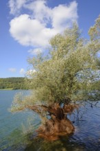 Hennesee, willow (Salix) in the lake, blue cloudy sky, Hennetalsperre, Naturpark