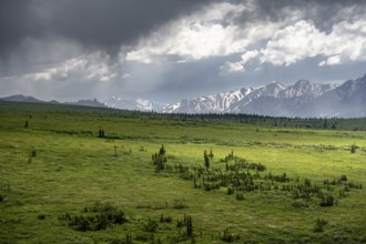 Tundra and mountain landscape with dramatic cloudy sky, Denali National Park, Alaska, USA