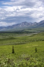 Tundra and mountain landscape with dramatic cloudy sky, Denali National Park, Alaska, USA
