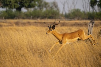 Impala (Aepyceros melampus) male jumping, running, on the run, Xakanaxa, Okavango Delta, Moremi