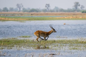 Letschwe or lychee moor antelope (Kobus leche), adult male, Xakanaxa, Okavango Delta, Moremi Game