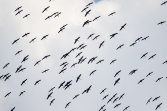 Pink pelican (Pelecanus onocrotalus), flock of birds circling in the sky, birds in flight, Namibia