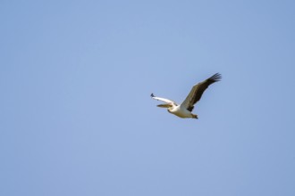 Pink pelican (Pelecanus onocrotalus) in flight, on the Kavango River, Namibia