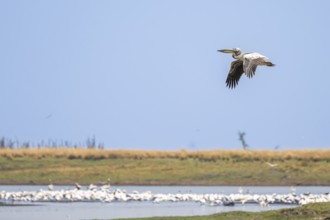 Pink pelican (Pelecanus onocrotalus), flock at the Kavango River, Namibia