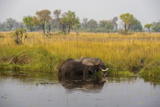 African elephant (Loxodonta africana) in the swamp, Xakanaxa Lagoon, Okavango Delta, Moremi Game