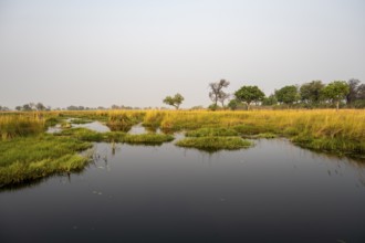 Swamp, Xakanaxa Lagoon, Okavango Delta, Moremi Game Reserve, Botswana