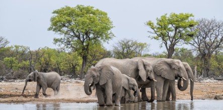 Herd of animals, animal family with young, African elephant (Loxodonta africana) drinking at a