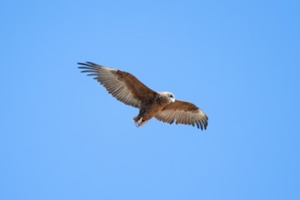 Savannah eagle or eagle of prey (Aquila rapax), bird of prey flying, Etosha National Park, Namibia