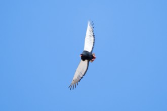 Bateleur (Terathopius ecaudatus), bird of prey flying, Etosha National Park, Namibia