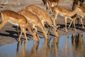 Impala (Aepyceros melampus) drinking at a waterhole, reflection, Savuti, Chobe National Park,