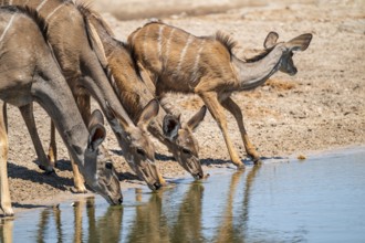 Female drinking at waterhole, Greater kudu (Tragelaphus strepsiceros), Savuti, Chobe National Park,