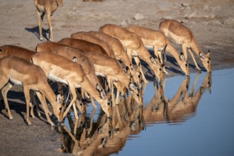 Impalas (Aepyceros melampus) drinking at the waterhole, beautiful picture with reflection, Savuti,