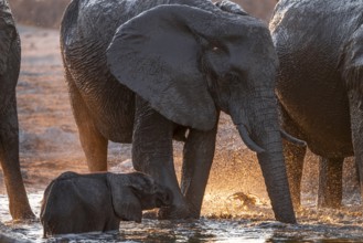 Herd of elephants, African elephant (Loxodonta africana) with young at the waterhole, sunset,