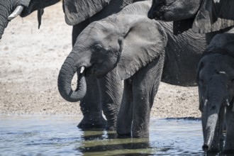 Herd of elephants at a waterhole, African elephant (Loxodonta africana), Savuti, Chobe National