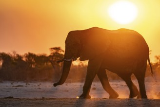 African elephant (Loxodonta africana), sunset, Savuti, Chobe National Park, Botswana
