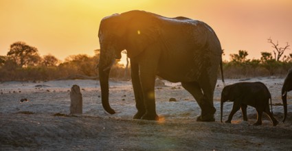 African elephant (Loxodonta africana) with young, sunset, Savuti, Chobe National Park, Botswana