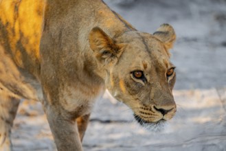 Lioness (Panthera leo), Savuti, Chobe National Park, Botswana
