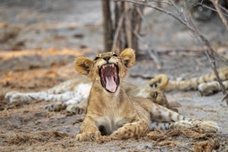 Cub, lion (Panthera leo) yawning and showing teeth, Savuti, Chobe National Park, Botswana