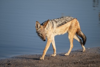 Black-backed jackal (Lupulella mesomelas) at a waterhole, Savuti, Chobe National Park, Botswana