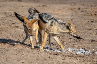 Two black-backed jackals (Lupulella mesomelas) hunting a pigeon, Savuti, Chobe National Park,