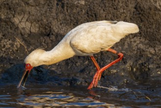 Red-faced spoonbill (Platalea alba) foraging, Ihaha, Chobe National Park, Botswana