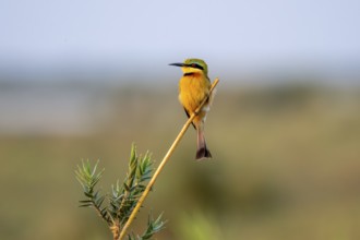 Dwarf spint (Merops pusillus), on the Kavango River, Namibia