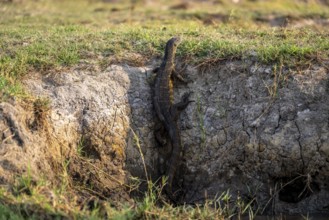 Nile monitor (Varanus niloticus), foraging on the Chobe River, Ihaha, Chobe National Park, Botswana