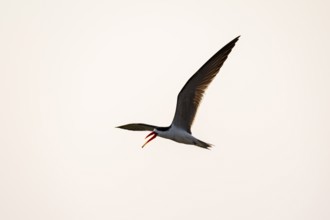 African Skimmer (Rynchops flavirostris), African Skimmer in flight, Ihaha, Chobe National Park,